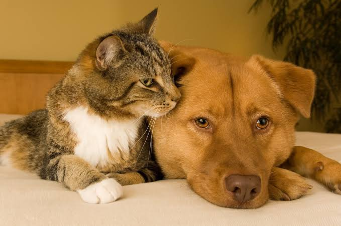 Ghana begins free mass rabies vaccination for 25,000 dogs and cats